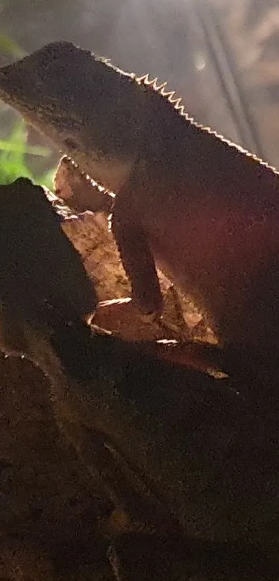 Lizard basking inside a terrarium under a warming lamp.