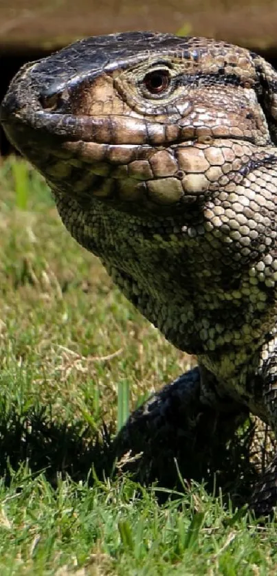 A lizard basking on sunlit green grass.