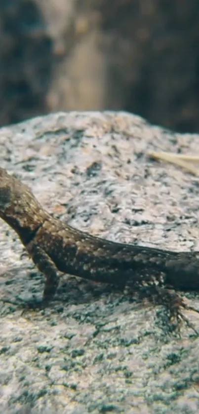 Brown lizard atop a textured gray rock.