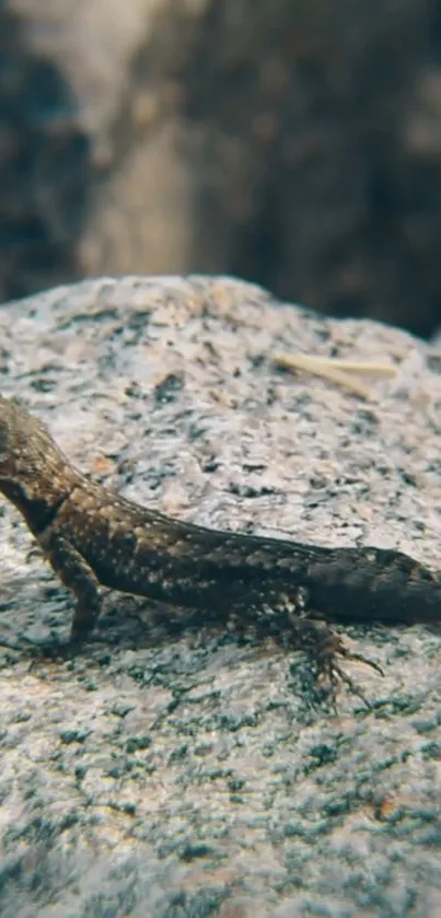 Lizard resting on a textured gray rock.