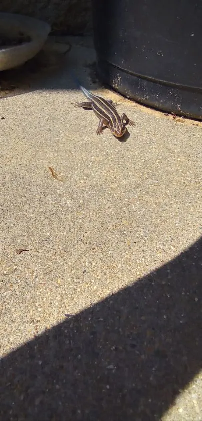 Lizard basking on sunlit pavement with shadows.