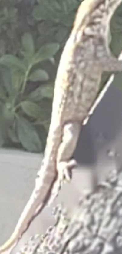 Lizard climbing on a sunlit tree bark surface.