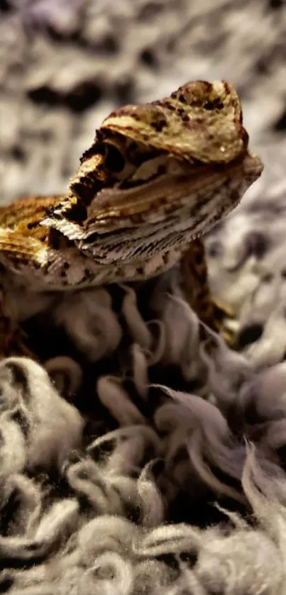 Lizard on a textured brown and gray surface wallpaper.