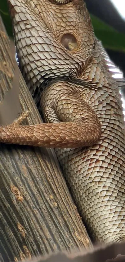 Close-up of lizard scales on tree bark wallpaper.