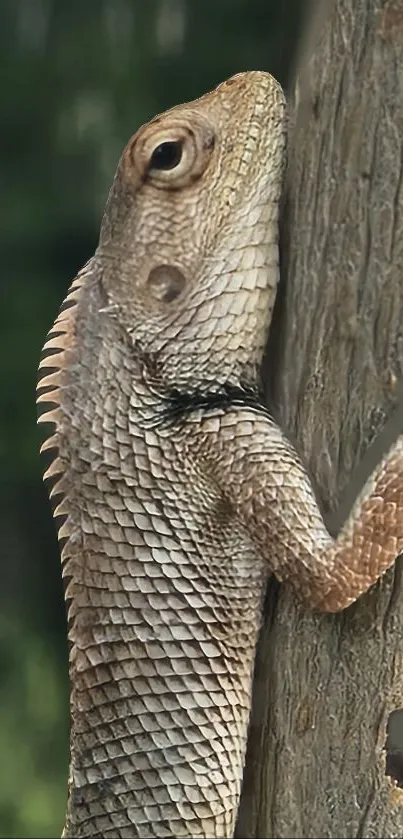 Lizard clinging to a tree with detailed scales on its skin.