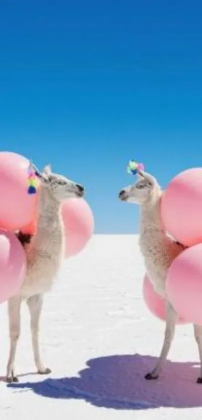 Llamas with pink balloons under a bright blue sky background.