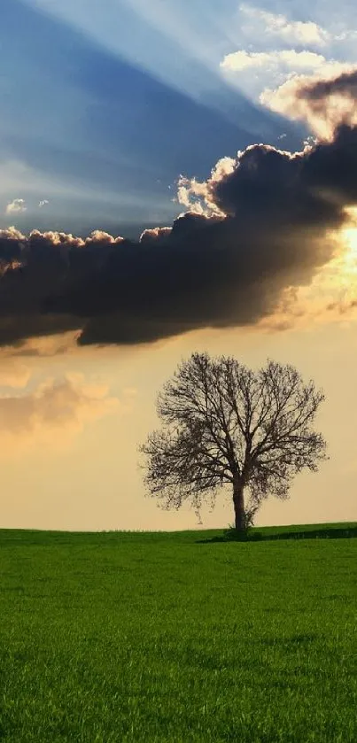 Lone tree under dramatic sunset sky over green field.