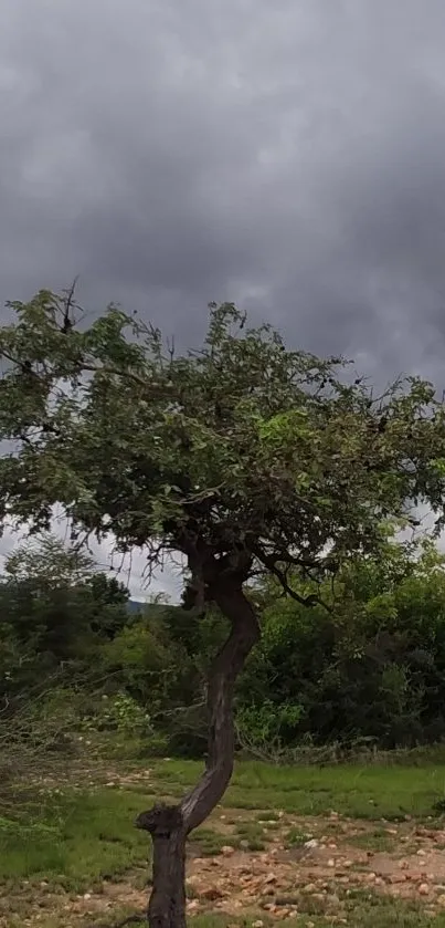 Lone tree in a green field under dark stormy clouds.