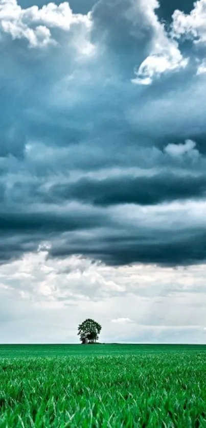 Wallpaper of a lone tree under a stormy sky with vibrant green grass.