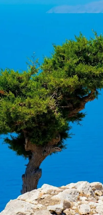 Solitary tree on rocky shore against blue sea backdrop.