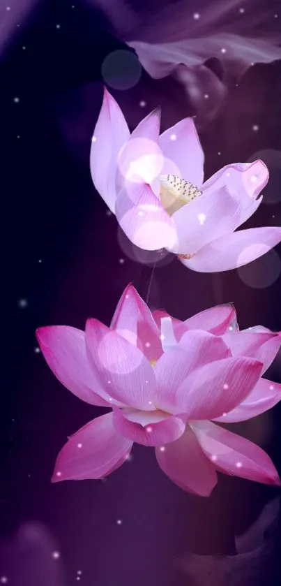 Serene pink lotus flowers on a dark backdrop, creating a tranquil and elegant mobile wallpaper.