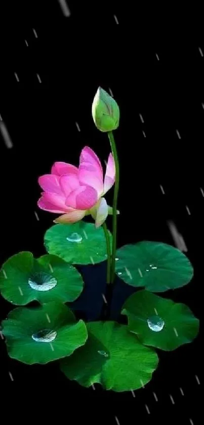 Pink lotus flower with green leaves on a black background wallpaper.