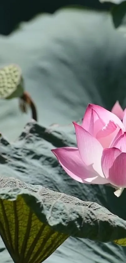 Tranquil pink lotus with lush green leaves phone wallpaper.