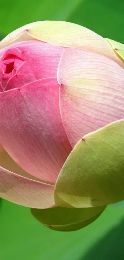 Vibrant lotus flower with pink petals and green leaves background.