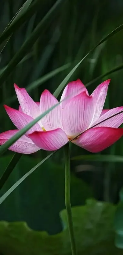 Pink lotus flower with deep green leaves background.