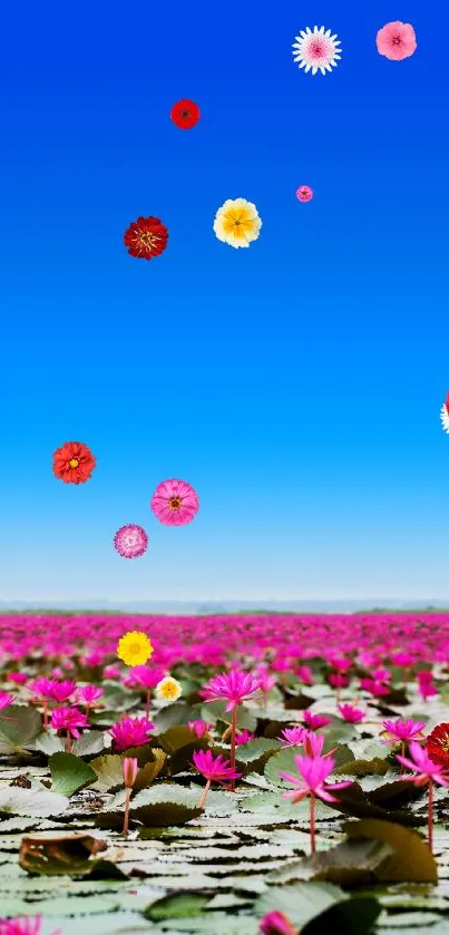 Pink lotus flowers on a lake with a blue sky wallpaper.