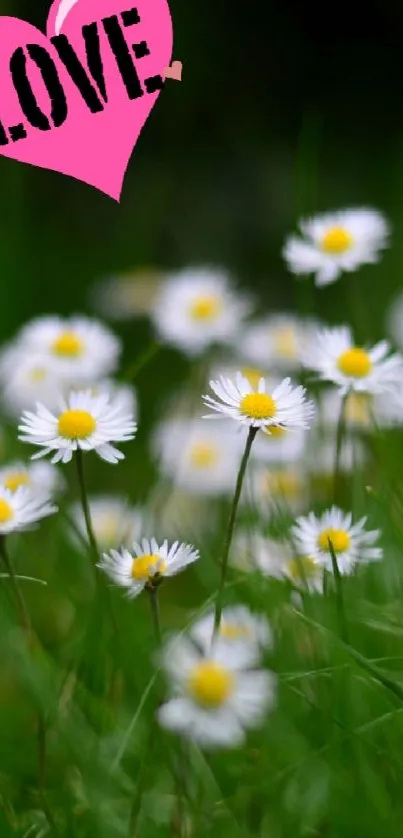 Daisies field wallpaper with pink heart labeled 'Love'