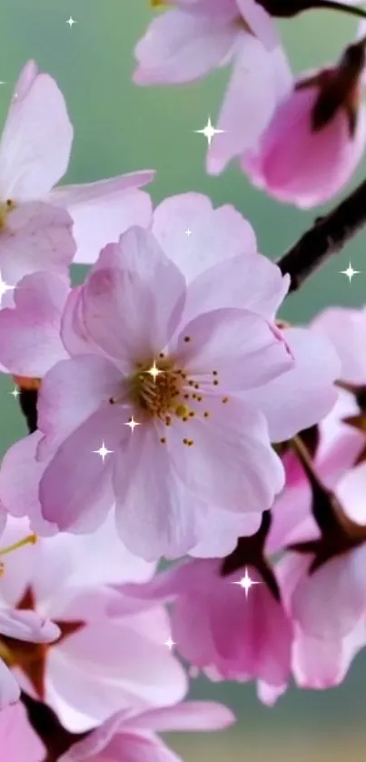 Cherry blossom wallpaper with pink flowers and a soft green background.