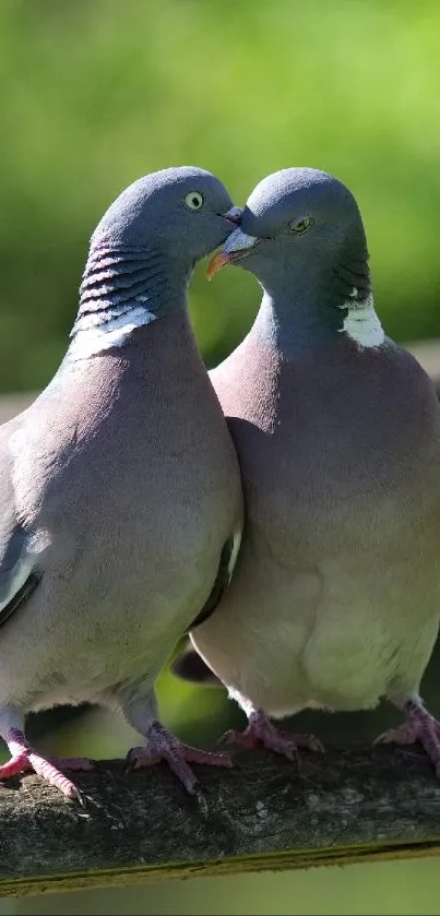 Two pigeons perched affectionately on a branch amidst lush greenery.