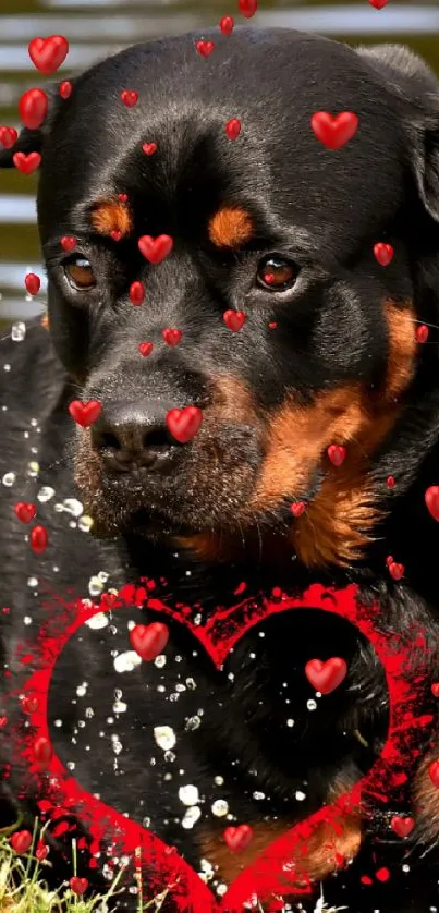 Rottweiler by the lake with a red heart splash.