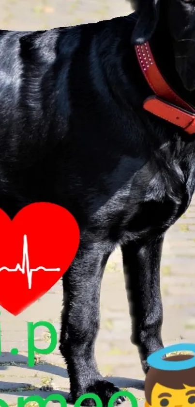 Mobile wallpaper featuring a black Labrador with a red collar and heart icon.