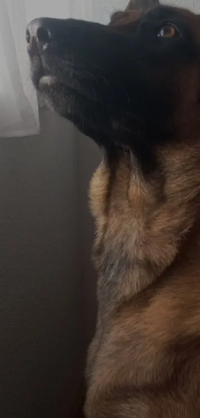 Loyal dog gazing out the window with brown fur.