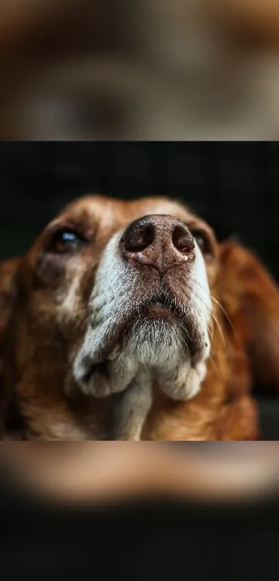 A thoughtful dog looks upwards with a gentle gaze in a mobile wallpaper.