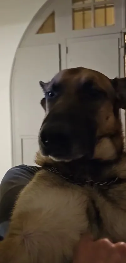 German Shepherd dog sitting indoors, looking attentive.