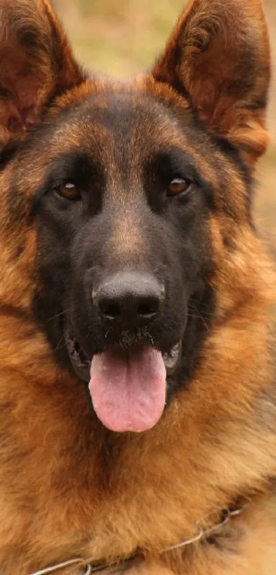 Close-up of a German Shepherd dog with warm brown tones.