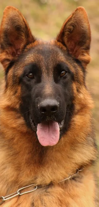 German Shepherd dog in a field, brown fur, looking alert.