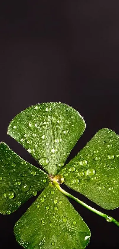 Green clover with water droplets on a dark backdrop wallpaper.