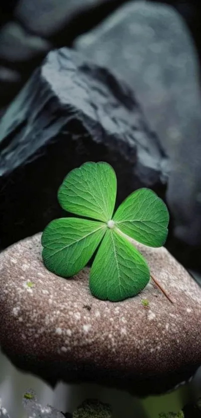 A vibrant green clover on a smooth stone in a serene, rocky setting.