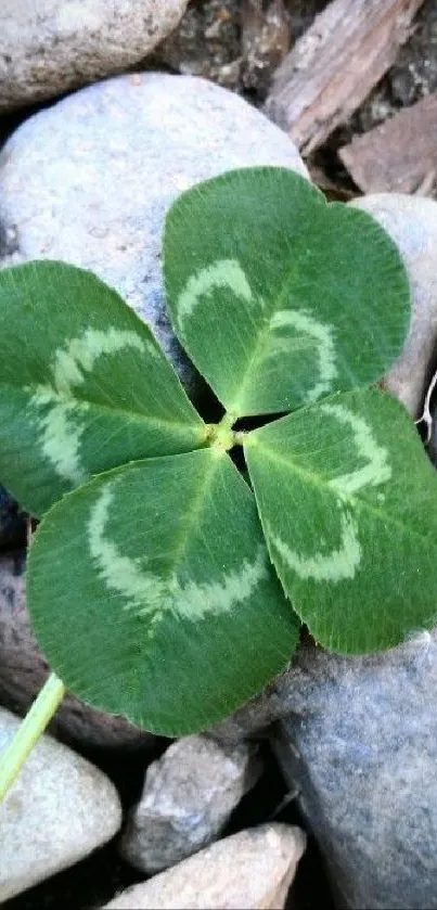 Four-leaf clover on stones wallpaper.