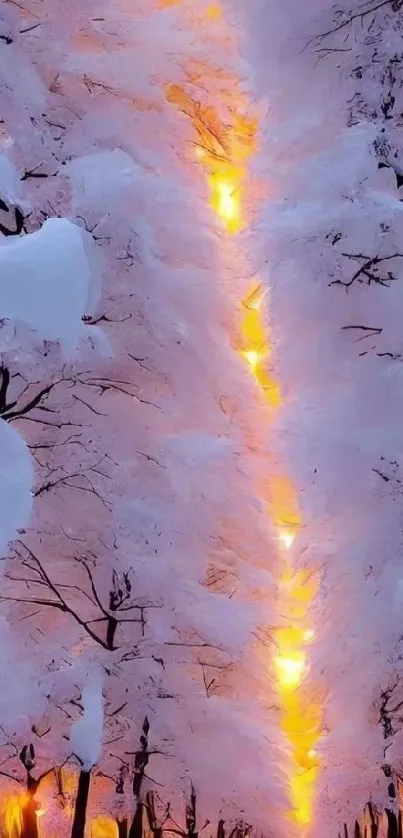 Snowy trees with a glowing sunset path in a serene winter forest.