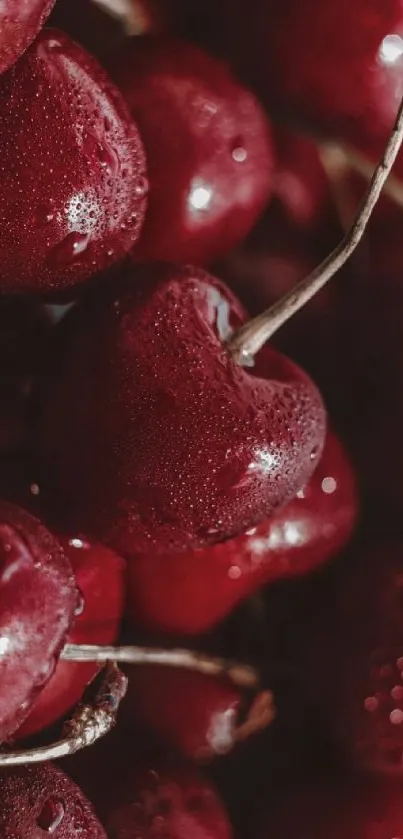 Close-up of fresh, dewy cherries in vibrant red tones, perfect for a phone wallpaper.