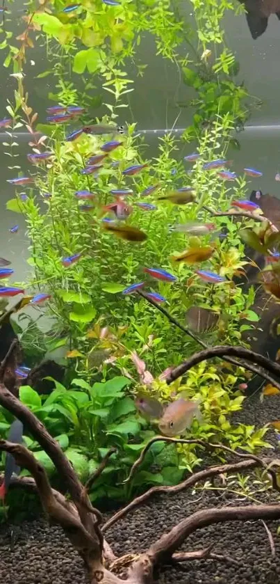 Colorful fish swim in lush, green aquarium plants.