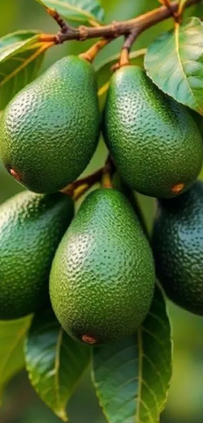 Cluster of green avocados hanging on a lush tree with vibrant leaves.