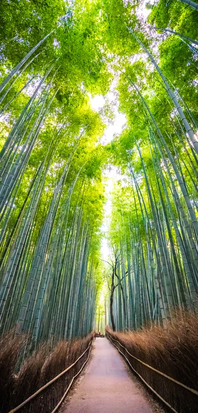 Pathway through a lush bamboo forest, radiating a serene green atmosphere.