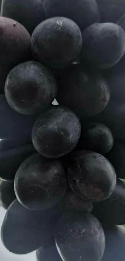 Cluster of black grapes on a vine with lush greenery.