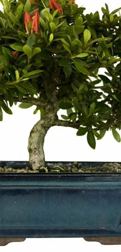 Bonsai plant with green leaves in a blue pot.