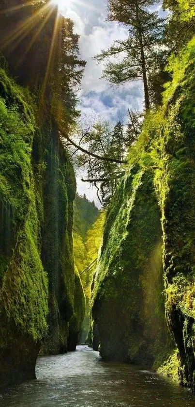 Lush canyon with sunlight streaming through vibrant green foliage.