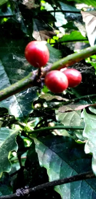 Vibrant coffee cherries amid lush green leaves in nature's serene setting.