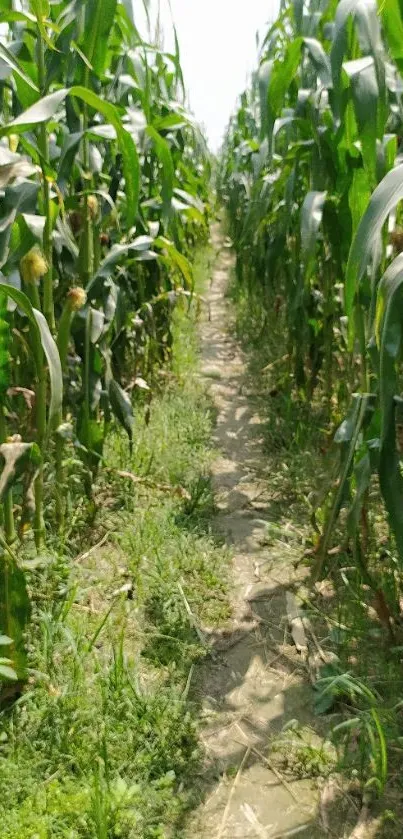 Lush cornfield path with tall green stalks under a clear sky.