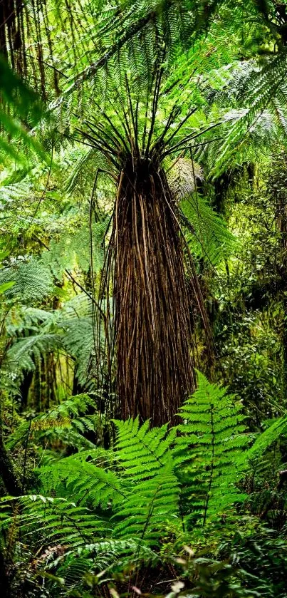 Lush green forest with dense ferns and foliage, perfect for nature lovers.