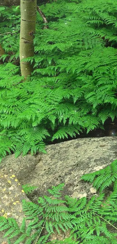 Vibrant green fern forest with trees and rocks.