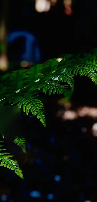 A vibrant green fern leaf set against a dark, rich background, perfect for mobile wallpaper.