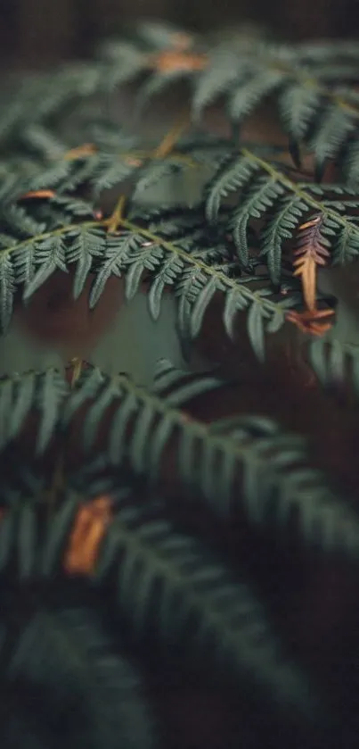 Close-up of lush fern leaves with rich green tones.