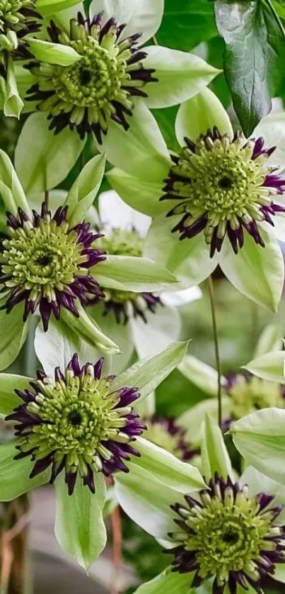 Green and purple floral mobile wallpaper with lush foliage.