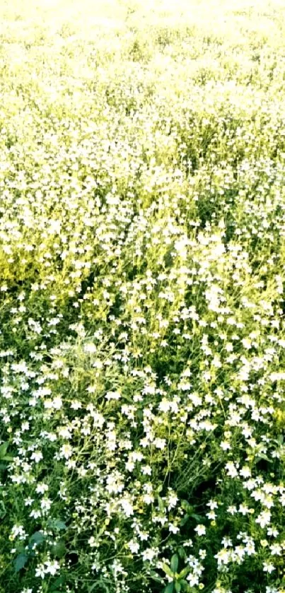 Field of delicate white flowers in lush greenery.