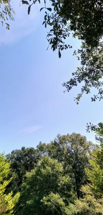 Lush forest canopy under a clear blue sky.